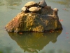 kyoto turtle 